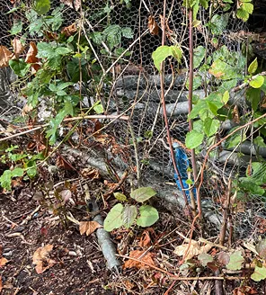Overwoekerd terrein met struiken, takken en bouwafval achter gaashekwerk.