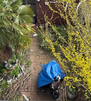 project-overwoekerde-tuin-gallerij (1) Overwoekerde tuin met scooter onder blauw zeil en rommel verspreid over het pad