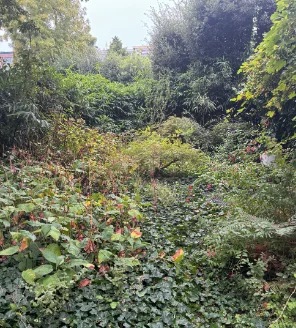 Overwoekerde tuin met wildgroei en weinig zicht op paden